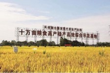 乌鲁木齐关于成都商务伴游外围雇用的信息